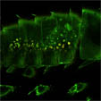 Mostra del bacteri ‘Blattabacterium cuenoti’.